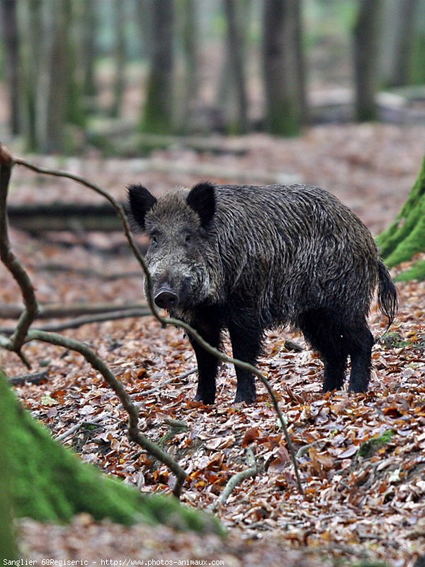  Image name: 14 Cinghiale.jpg 
 width: 600 pixel 
 height: 800 pixel 
 Size: 133730 bytes 
 Click to enlarge 